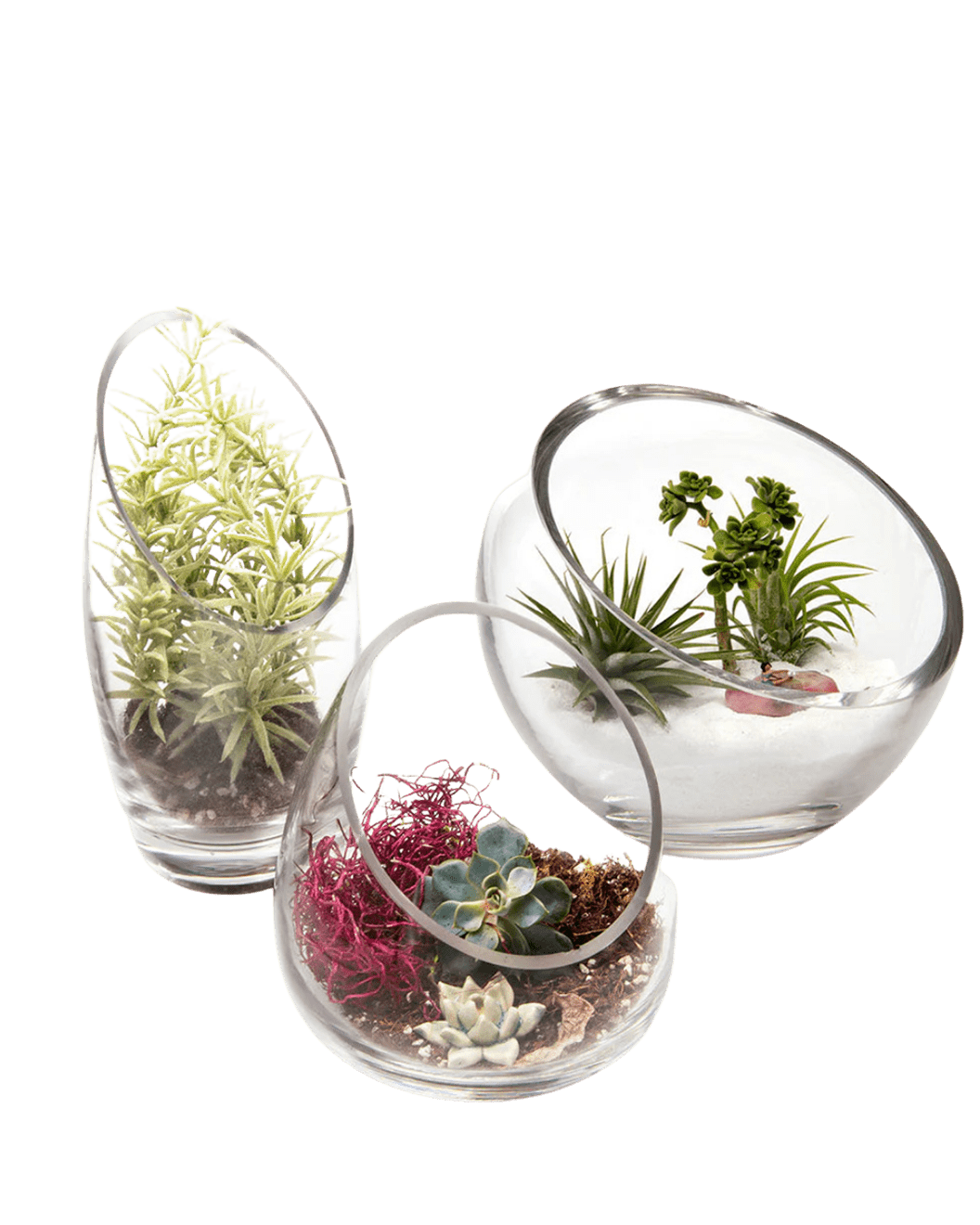 Terrarium Bowl Glass Succulent Garden - Chive Ceramics Studio - Terrariums - Chive US