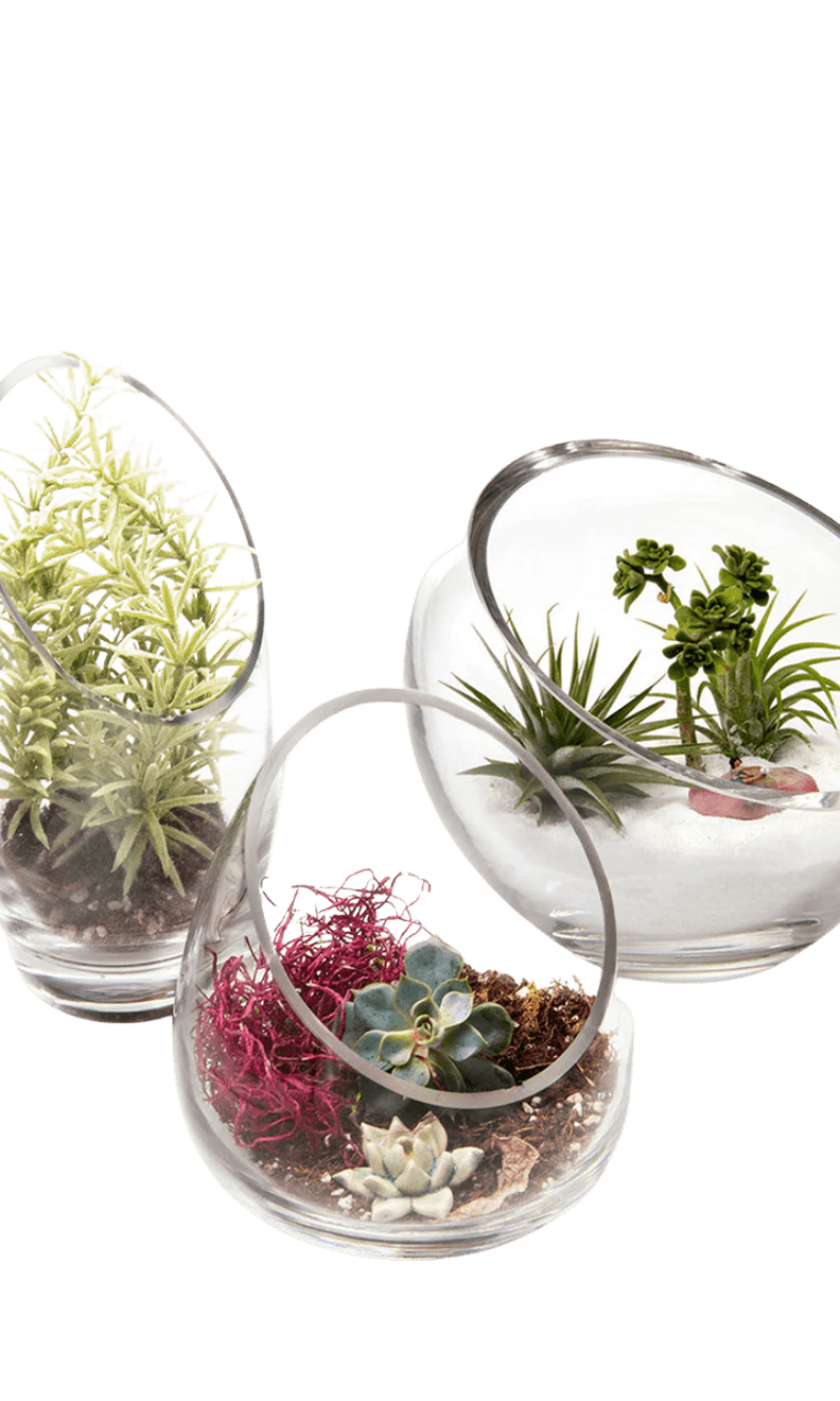 Terrarium Bowl Glass Succulent Garden - Chive Ceramics Studio - Terrariums - Chive US