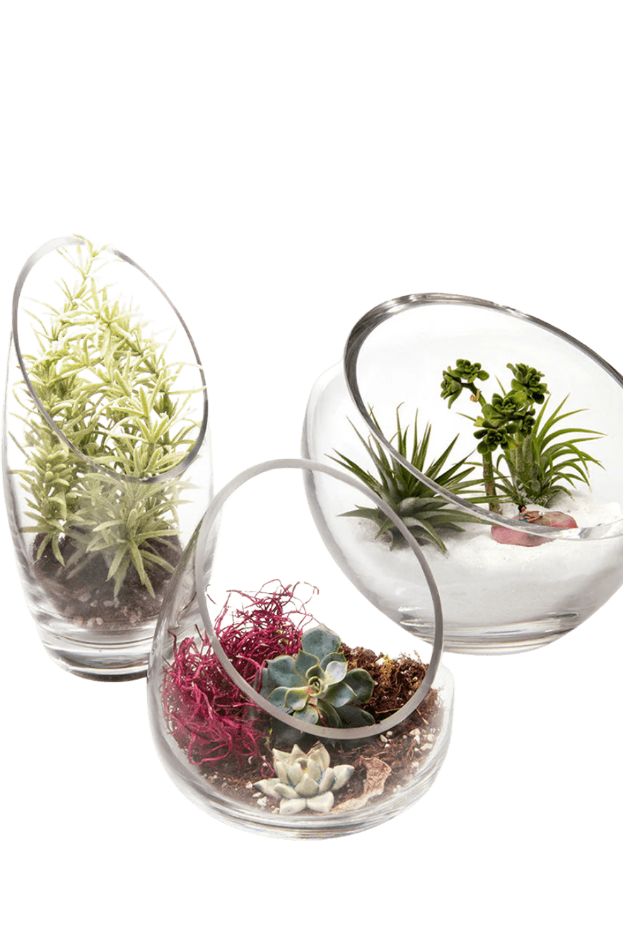 Terrarium Bowl Glass Succulent Garden - Chive Ceramics Studio - Terrariums - Chive US