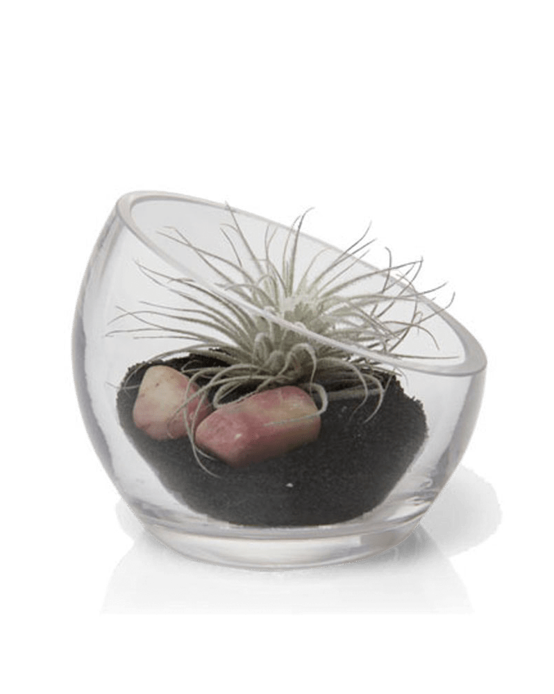 Terrarium Bowl Glass Succulent Garden - Chive Ceramics Studio - Terrariums - Chive US