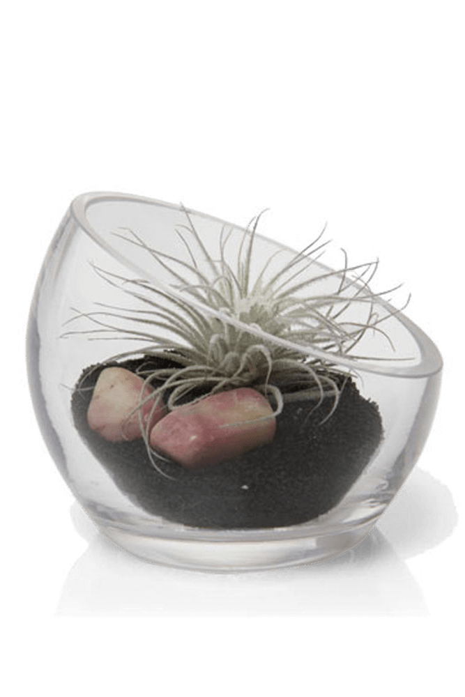 Terrarium Bowl Glass Succulent Garden - Chive Ceramics Studio - Terrariums - Chive US