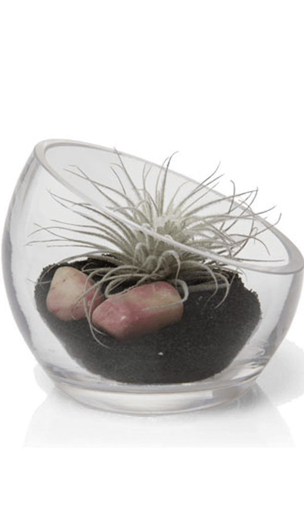 Terrarium Bowl Glass Succulent Garden - Chive Ceramics Studio - Terrariums - Chive US