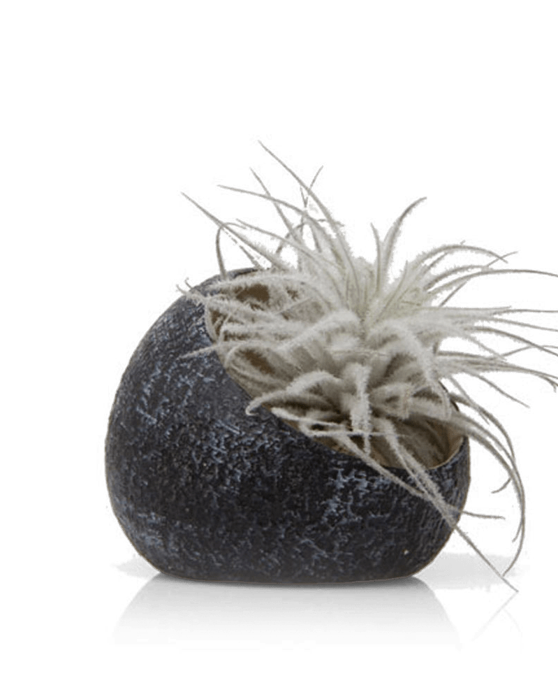 Terrarium Koski Ceramic Air Plant Holder - Chive Ceramics Studio - Terrariums - Chive US