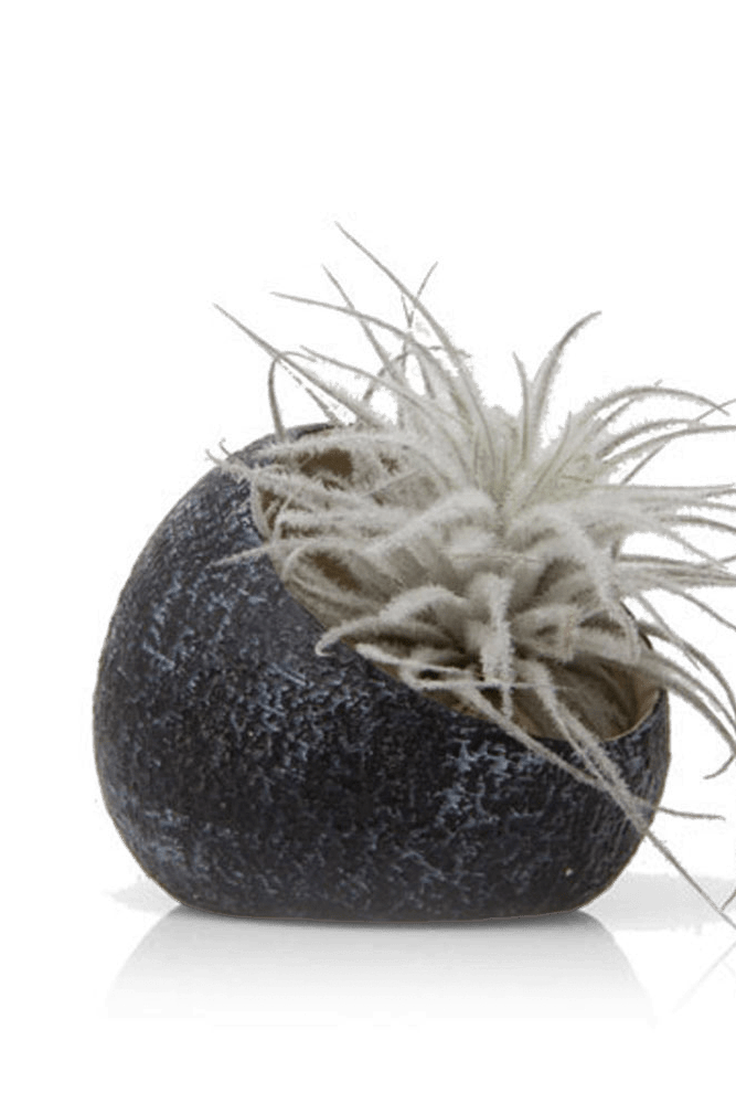 Terrarium Koski Ceramic Air Plant Holder - Chive Ceramics Studio - Terrariums - Chive US