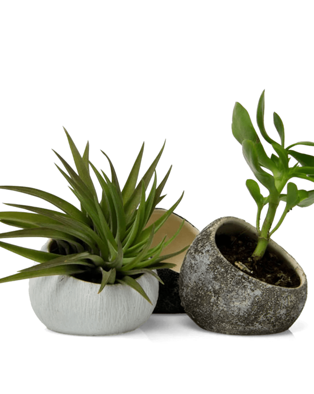 Terrarium Koski Ceramic Air Plant Holder - Chive Ceramics Studio - Terrariums - Chive US