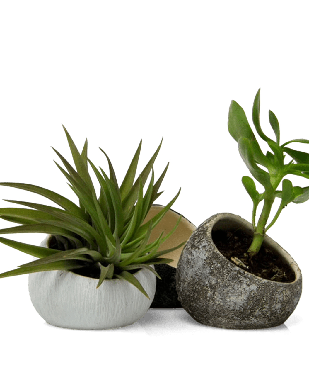 Terrarium Koski Ceramic Air Plant Holder - Chive Ceramics Studio - Terrariums - Chive US