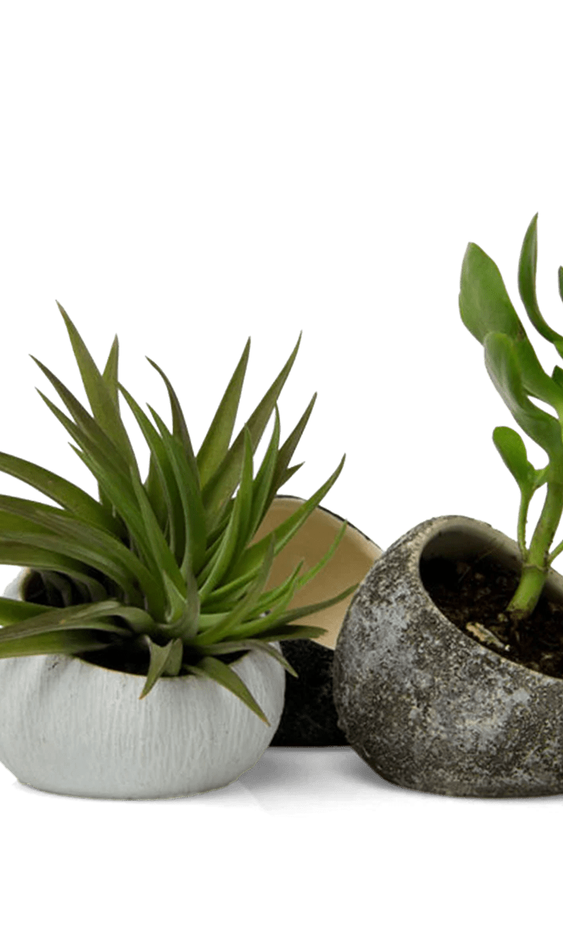 Terrarium Koski Ceramic Air Plant Holder - Chive Ceramics Studio - Terrariums - Chive US