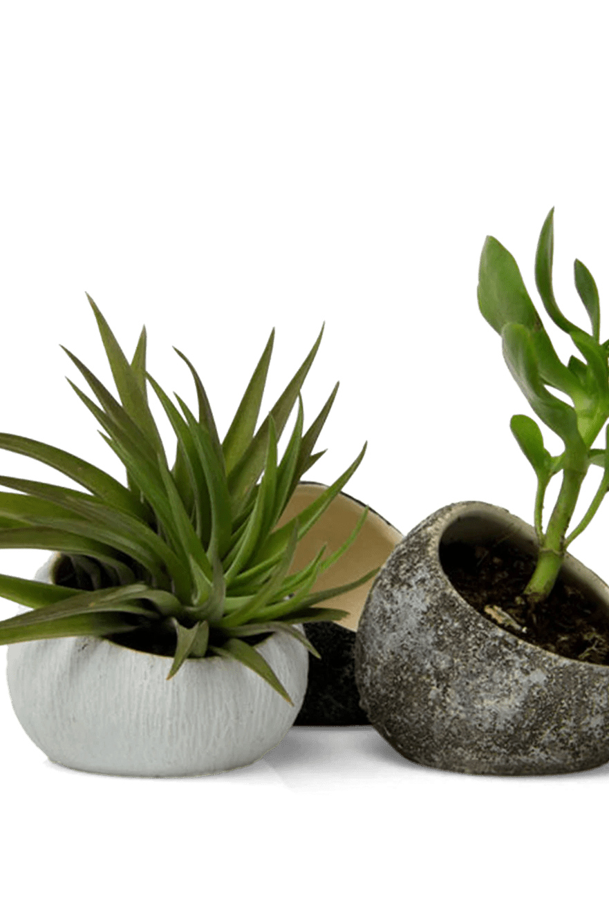 Terrarium Koski Ceramic Air Plant Holder - Chive Ceramics Studio - Terrariums - Chive US