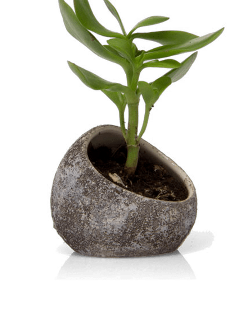 Terrarium Koski Ceramic Air Plant Holder - Chive Ceramics Studio - Terrariums - Chive US
