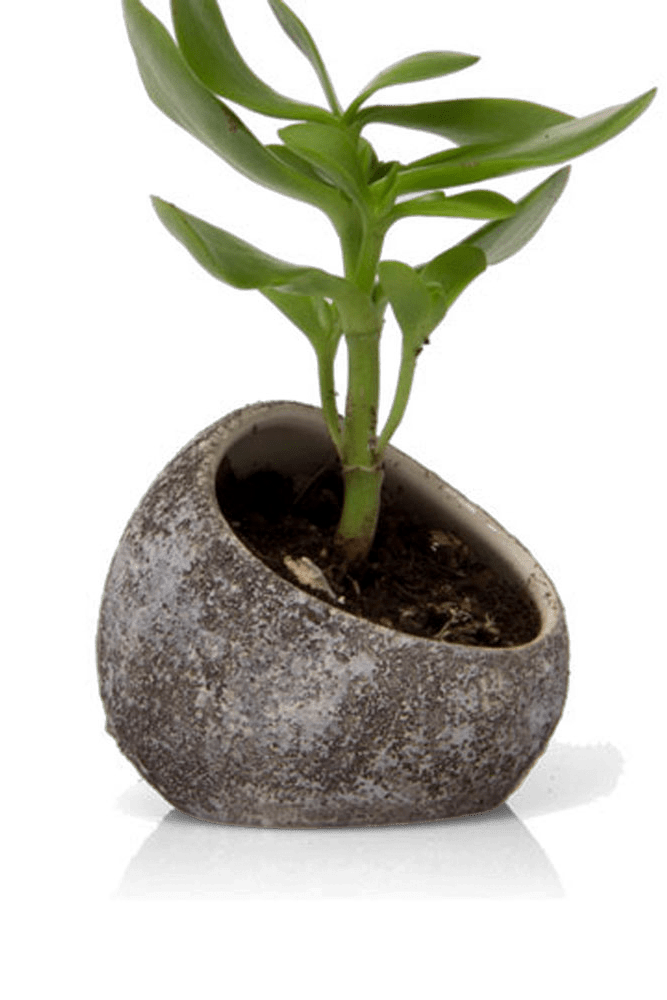 Terrarium Koski Ceramic Air Plant Holder - Chive Ceramics Studio - Terrariums - Chive US