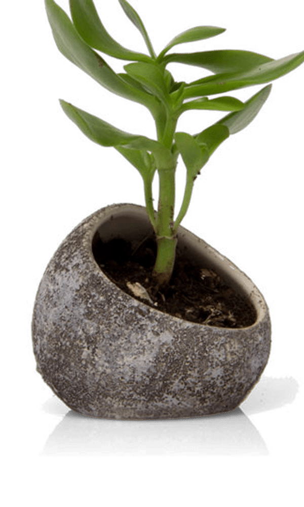 Terrarium Koski Ceramic Air Plant Holder - Chive Ceramics Studio - Terrariums - Chive US
