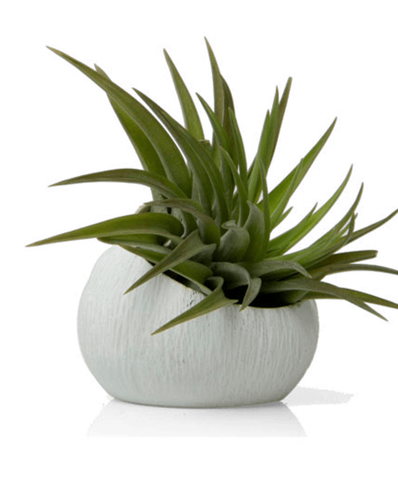 Terrarium Koski Ceramic Air Plant Holder - Chive Ceramics Studio - Terrariums - Chive US