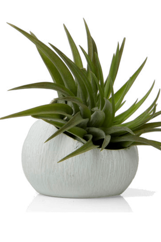 Terrarium Koski Ceramic Air Plant Holder - Chive Ceramics Studio - Terrariums - Chive US