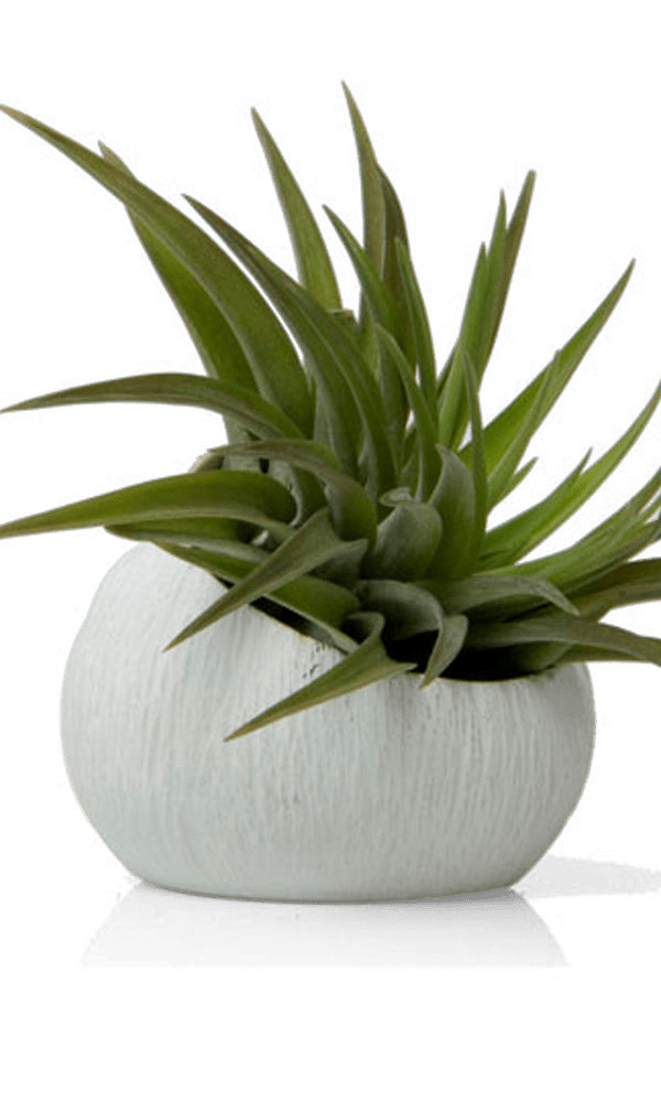 Terrarium Koski Ceramic Air Plant Holder - Chive Ceramics Studio - Terrariums - Chive US