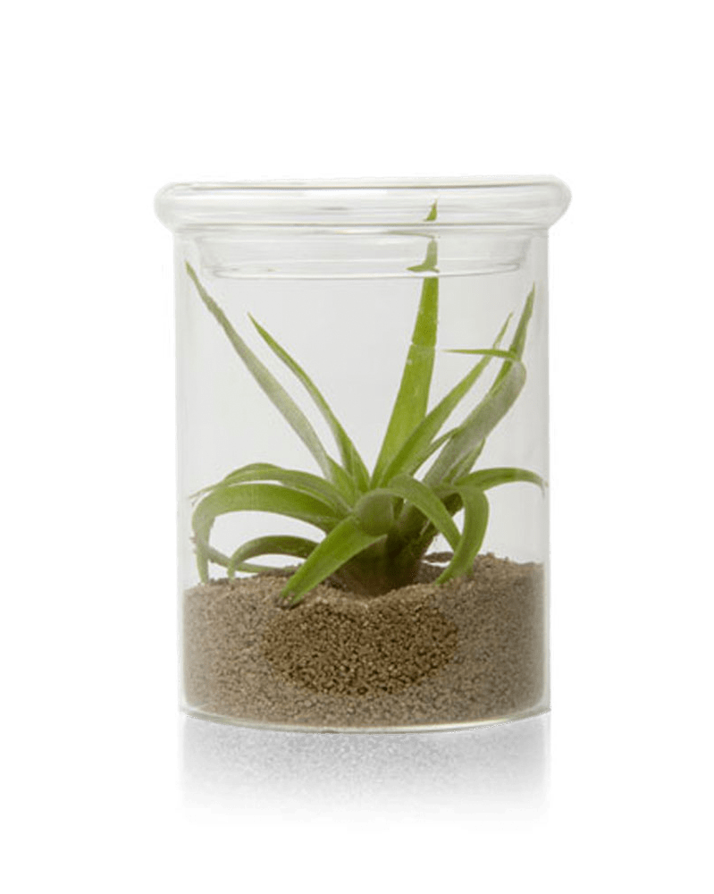 Petri Glass Terrarium Jar For Succulents - Chive Ceramics Studio - Terrariums - Chive Ceramics Studio