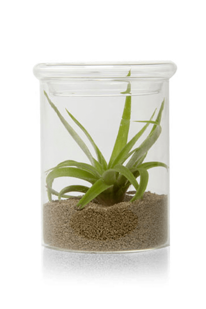 Petri Glass Terrarium Jar For Succulents - Chive Ceramics Studio - Terrariums - Chive Ceramics Studio