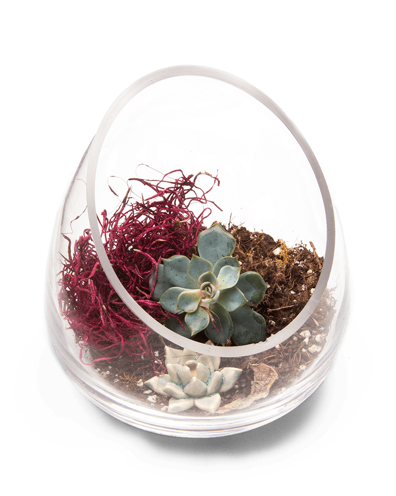 Terrarium Bowl Glass Succulent Garden - Chive Ceramics Studio - Terrariums - Chive US