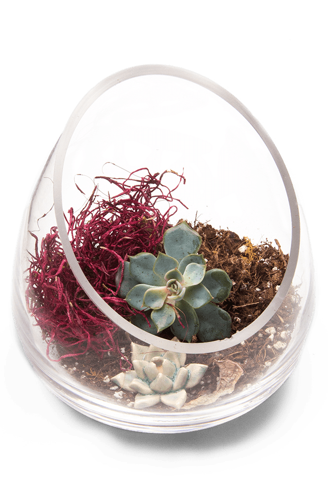 Terrarium Bowl Glass Succulent Garden - Chive Ceramics Studio - Terrariums - Chive US