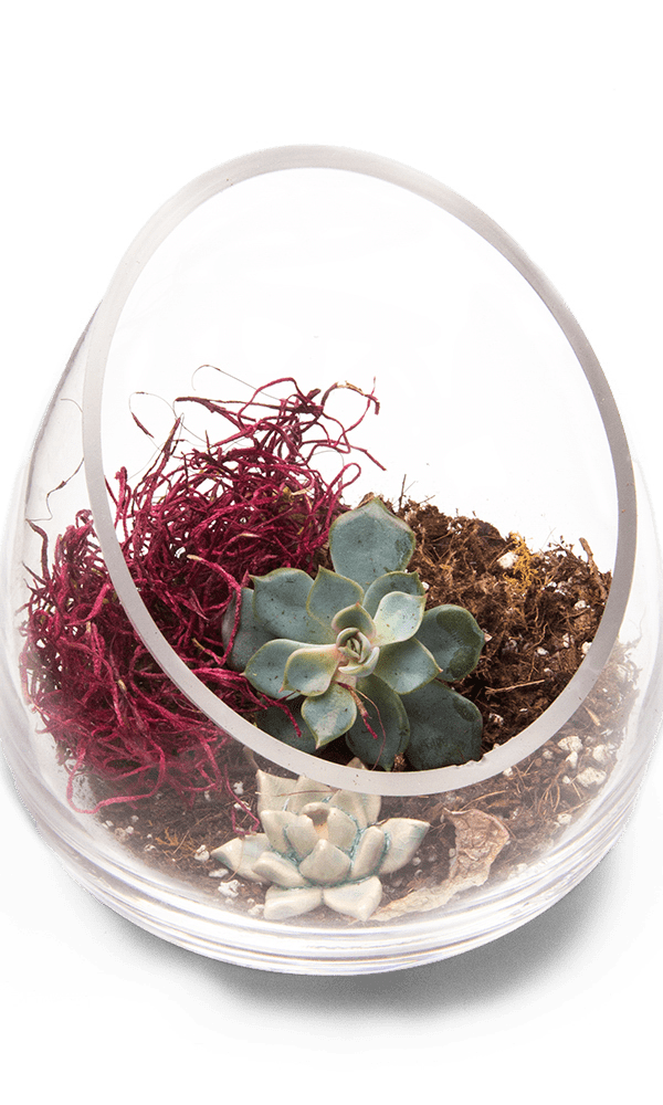 Terrarium Bowl Glass Succulent Garden - Chive Ceramics Studio - Terrariums - Chive US