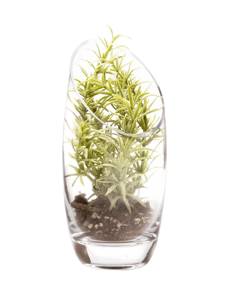 Terrarium Bowl Glass Succulent Garden - Chive Ceramics Studio - Terrariums - Chive US