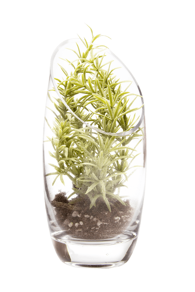 Terrarium Bowl Glass Succulent Garden - Chive Ceramics Studio - Terrariums - Chive US