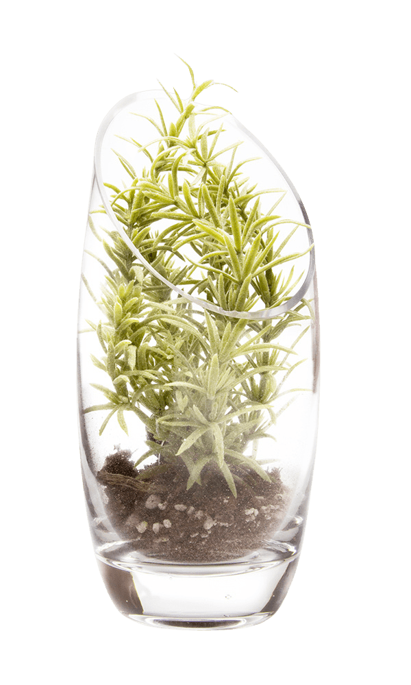 Terrarium Bowl Glass Succulent Garden - Chive Ceramics Studio - Terrariums - Chive US