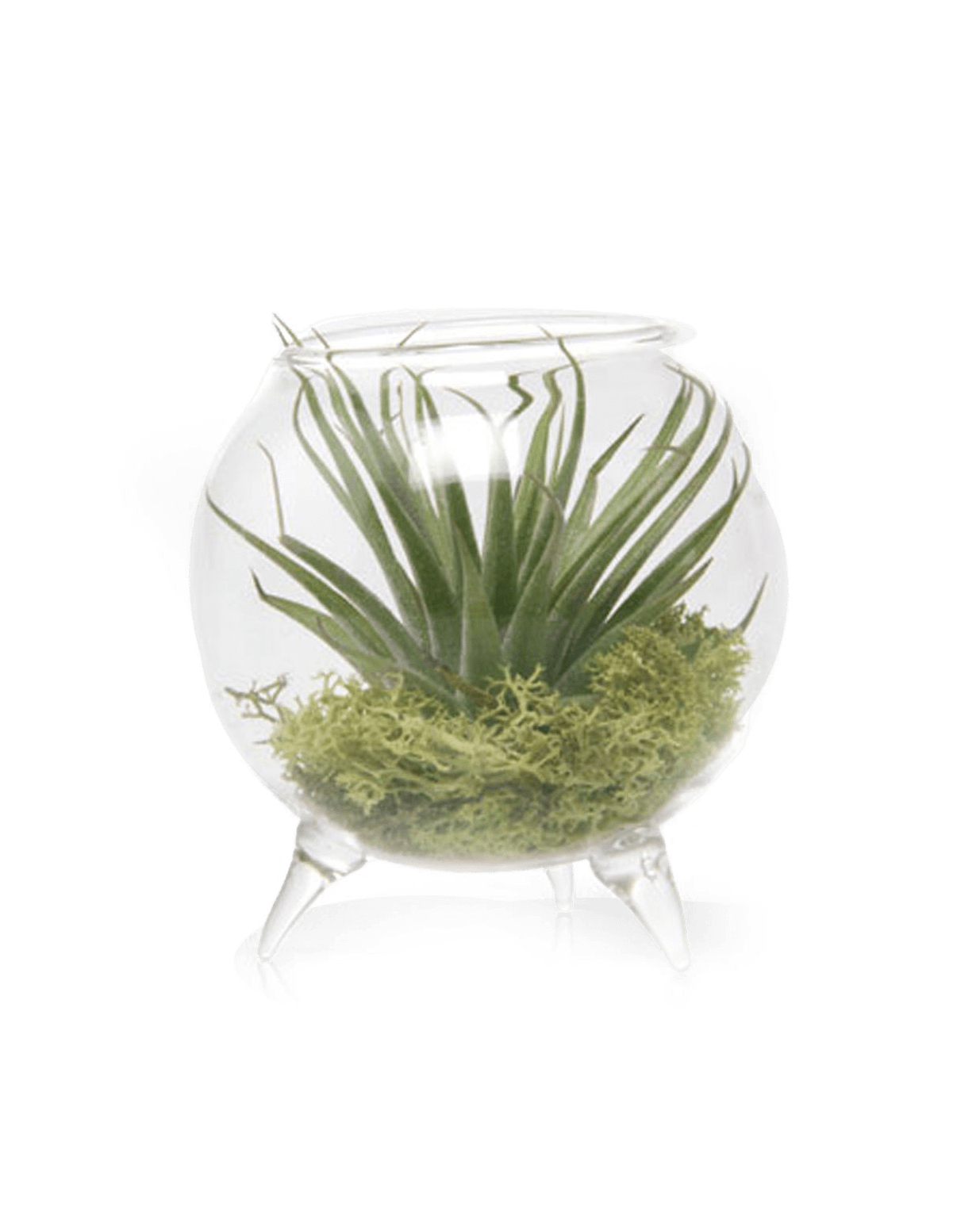 Terrarium Single Glass For Airplants - Chive Ceramics Studio - Terrariums - Chive Ceramics Studio