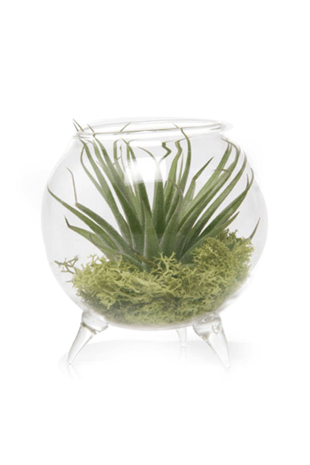 Terrarium Single Glass For Airplants - Chive Ceramics Studio - Terrariums - Chive Ceramics Studio