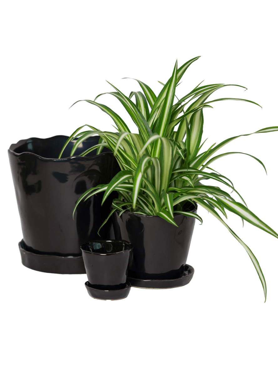 Tika Pot & Saucer | 8 & 10 inch - Chive Ceramics Studio - Pots - Chive Ceramics Studio