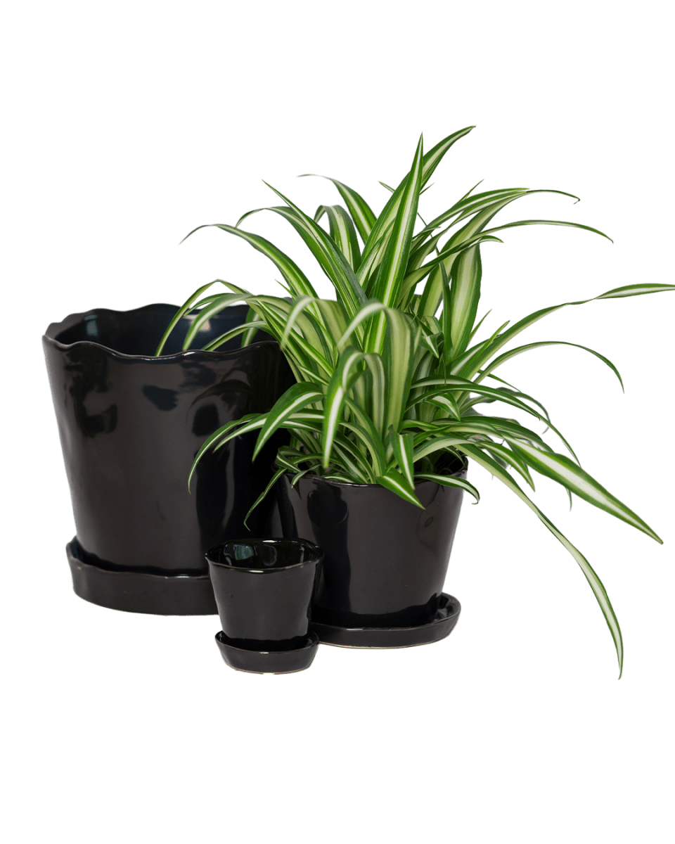 Tika Pot & Saucer | 8 & 10 inch - Chive Ceramics Studio - Pots - Chive Ceramics Studio