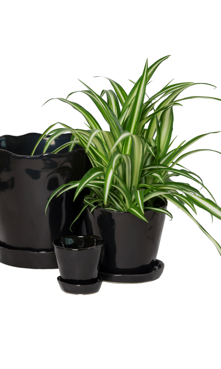 Tika Pot & Saucer | 3 inch - Chive Ceramics Studio - Pots - Chive Ceramics Studio