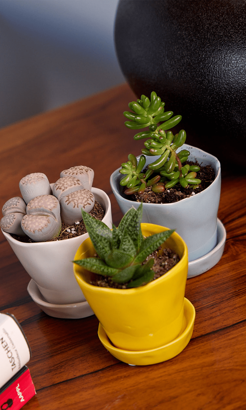 Tika Pot & Saucer | 3 inch - Chive Ceramics Studio - Pots - Chive Ceramics Studio