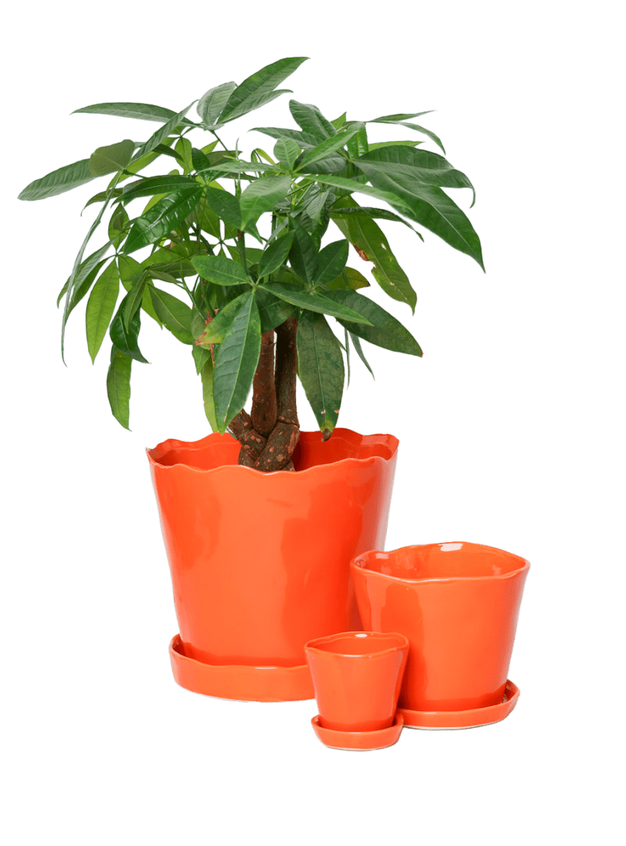 Tika Pot & Saucer | 8 & 10 inch - Chive Ceramics Studio - Pots - Chive Ceramics Studio