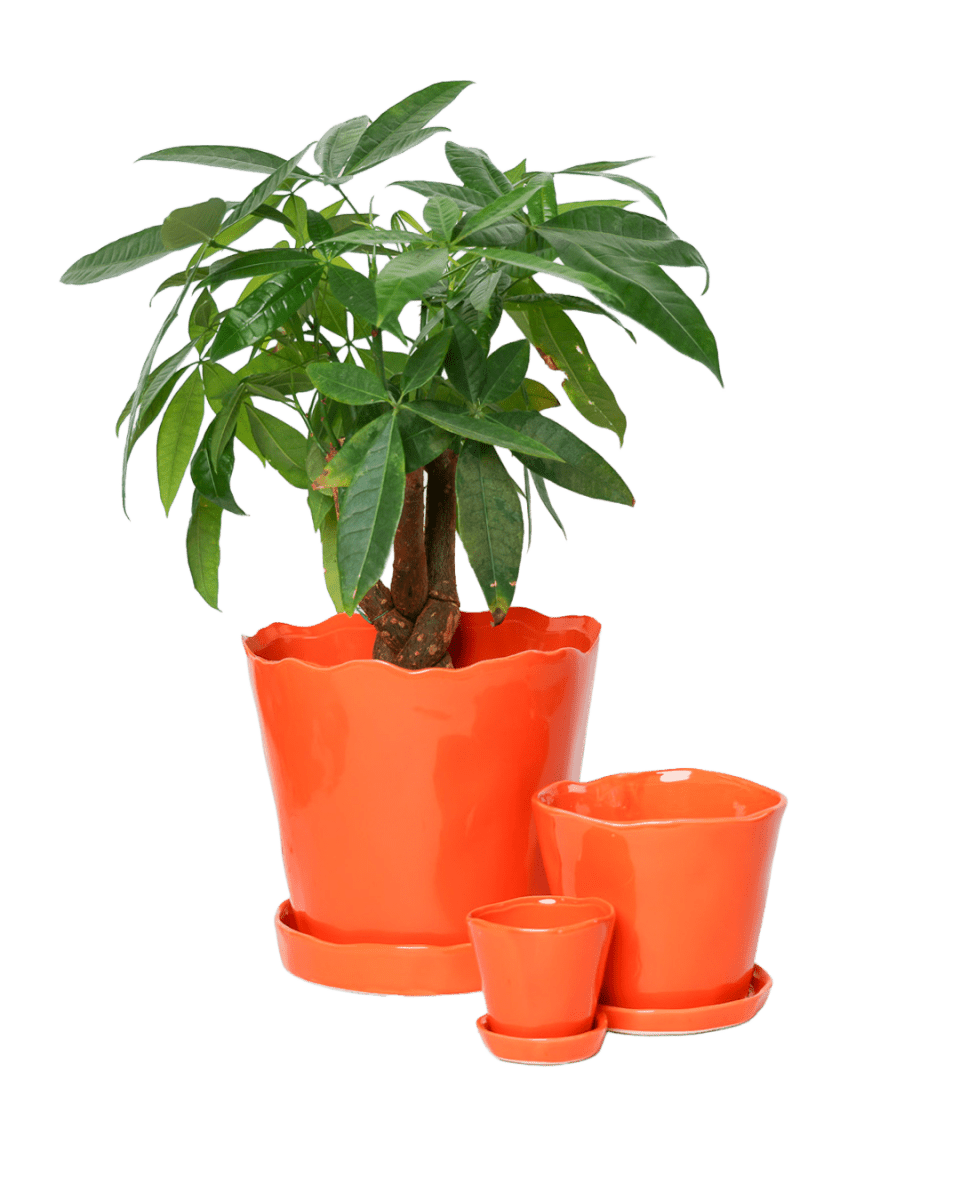 Tika Pot & Saucer | 8 & 10 inch - Chive Ceramics Studio - Pots - Chive Ceramics Studio