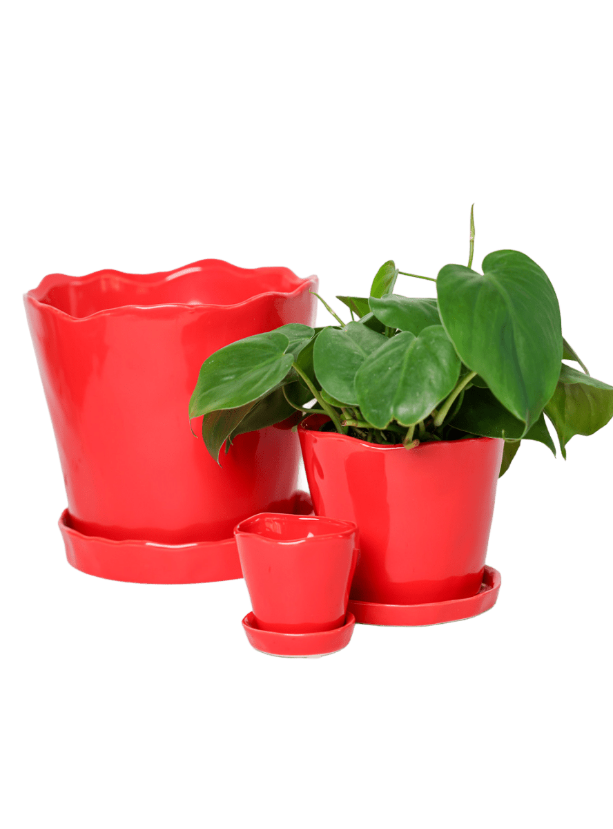 Tika Pot & Saucer | 8 & 10 inch - Chive Ceramics Studio - Pots - Chive Ceramics Studio