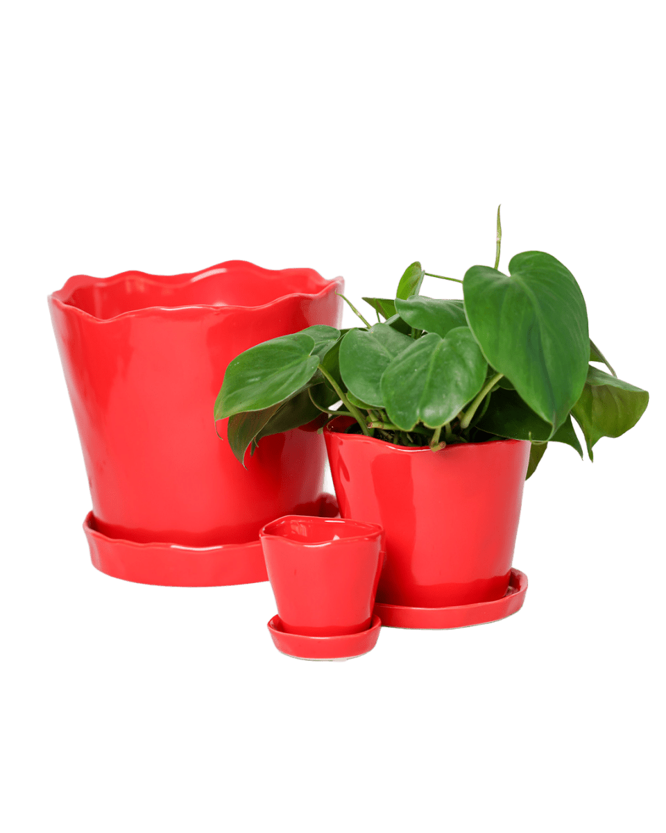 Tika Pot & Saucer | 8 & 10 inch - Chive Ceramics Studio - Pots - Chive Ceramics Studio