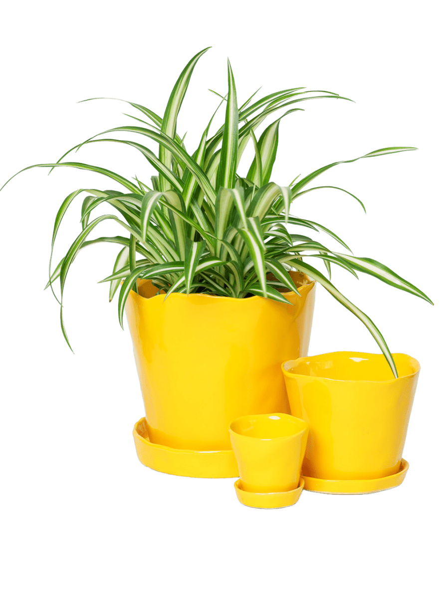 Tika Pot & Saucer | 8 & 10 inch - Chive Ceramics Studio - Pots - Chive Ceramics Studio