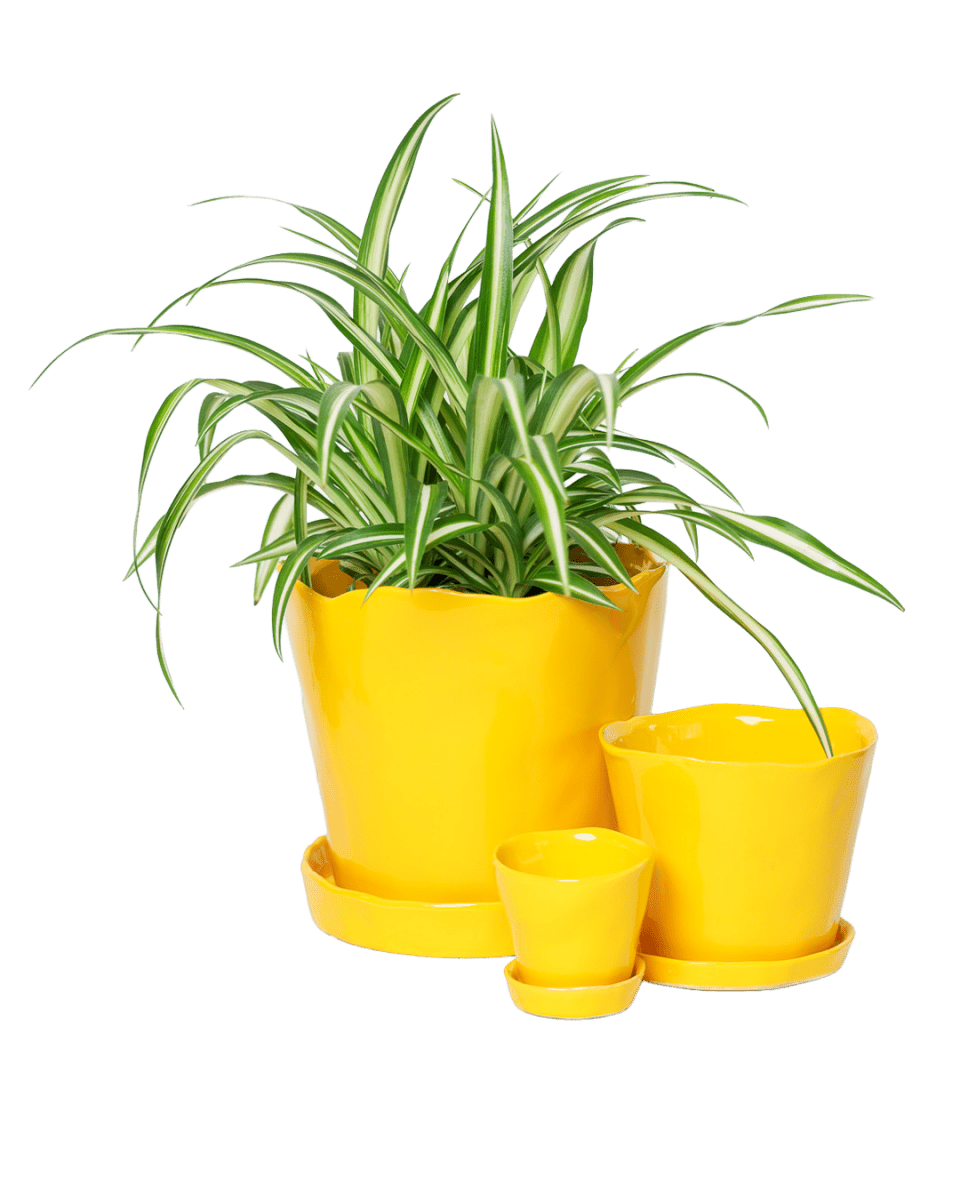 Tika Pot & Saucer | 8 & 10 inch - Chive Ceramics Studio - Pots - Chive Ceramics Studio