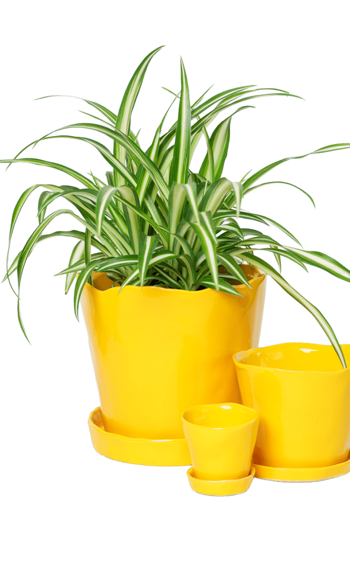 Tika Pot & Saucer | 3 inch - Chive Ceramics Studio - Pots - Chive Ceramics Studio