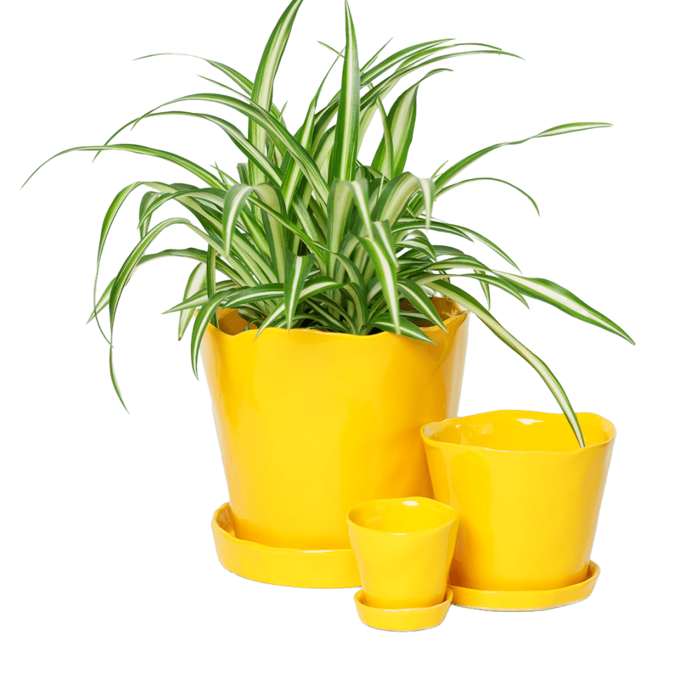 Tika Pot & Saucer | 3 inch - Chive Ceramics Studio - Pots - Chive Ceramics Studio