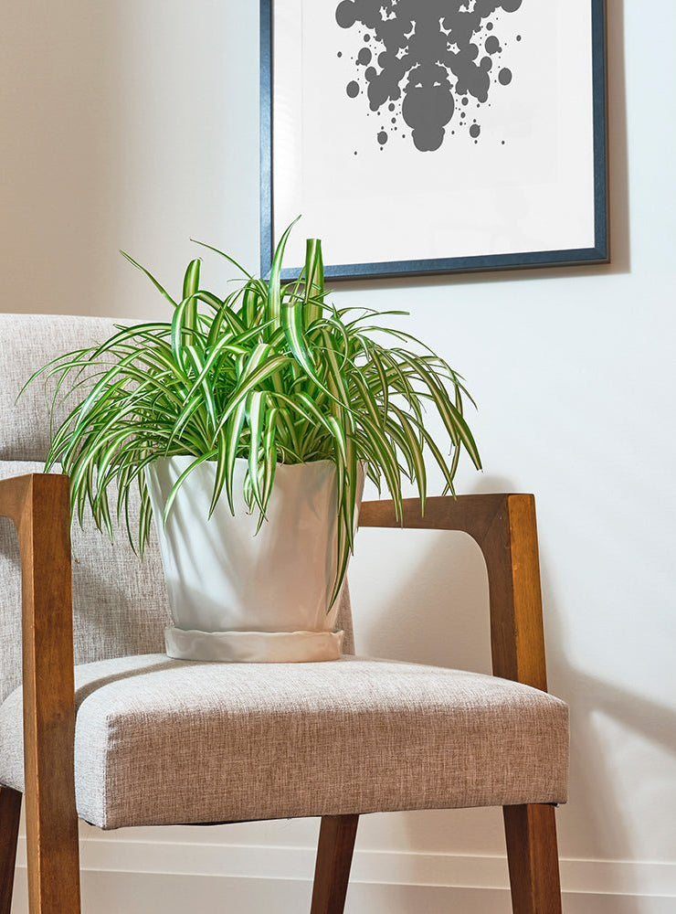 Tika Ceramic Pot & Saucer Set With Drainage - Chive Ceramics Studio - Pots - Chive Ceramics Studio