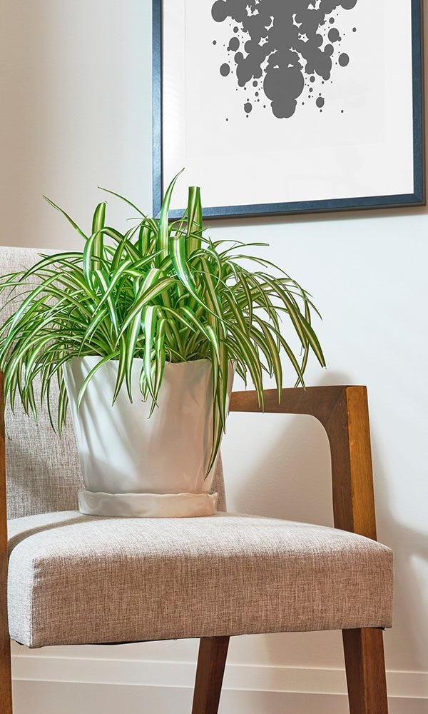 Tika Pot & Saucer | 8 & 10 inch - Chive Ceramics Studio - Pots - Chive Ceramics Studio