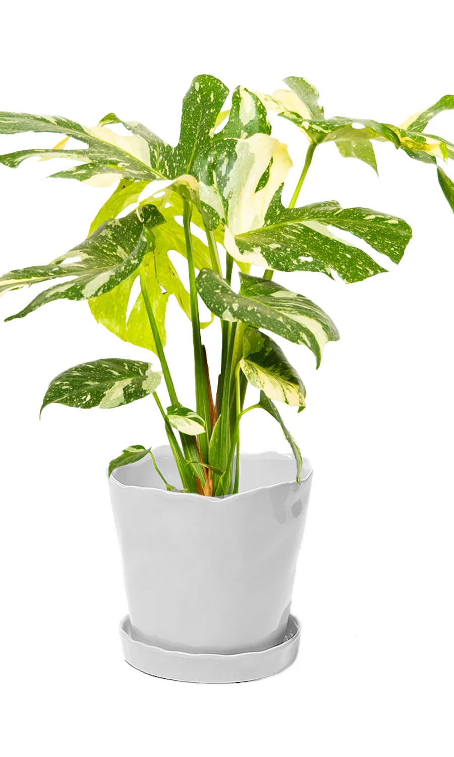 Tika Pot & Saucer | 8 & 10 inch - Chive Ceramics Studio - Pots - Chive Ceramics Studio