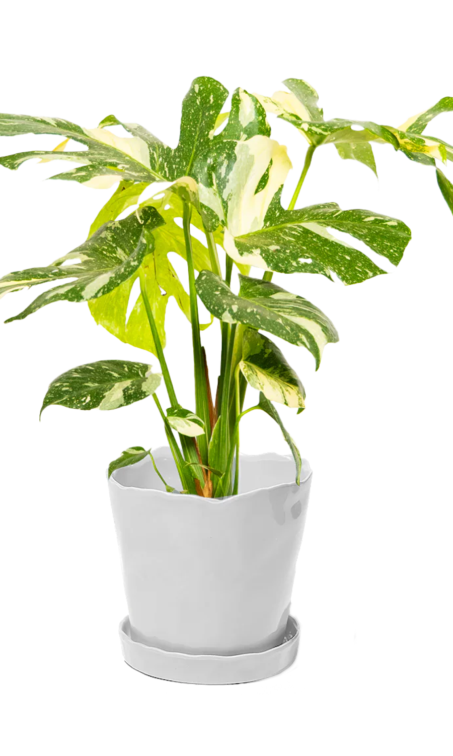 Tika Pot & Saucer | 8 & 10 inch - Chive Ceramics Studio - Pots - Chive Ceramics Studio