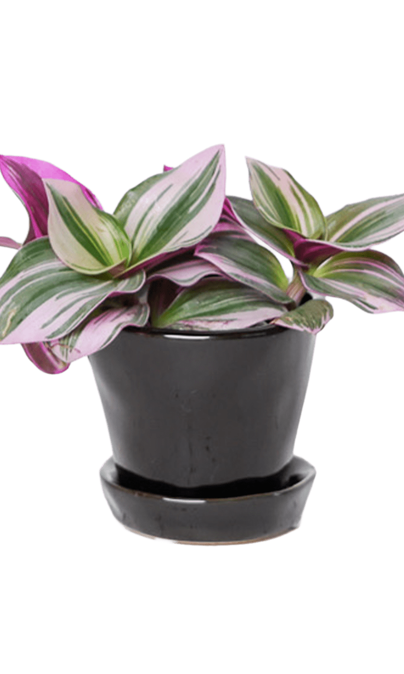 Tika Pot & Saucer | 3 inch - Chive Ceramics Studio - Pots - Chive Ceramics Studio