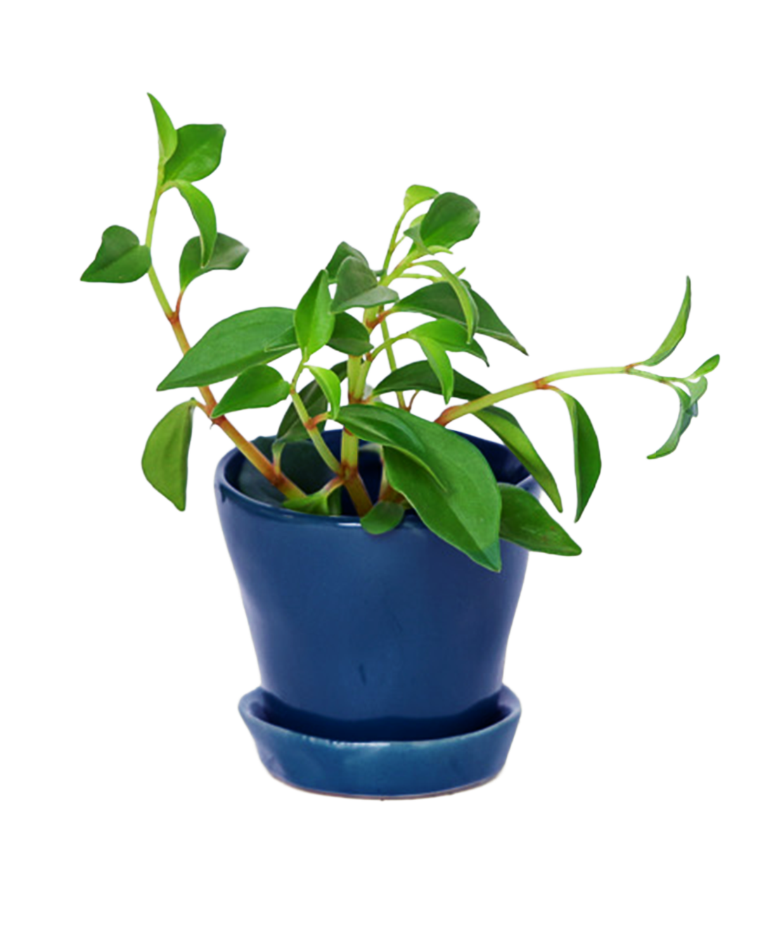 Tika Pot & Saucer | 3 inch - Chive Ceramics Studio - Pots - Chive Ceramics Studio