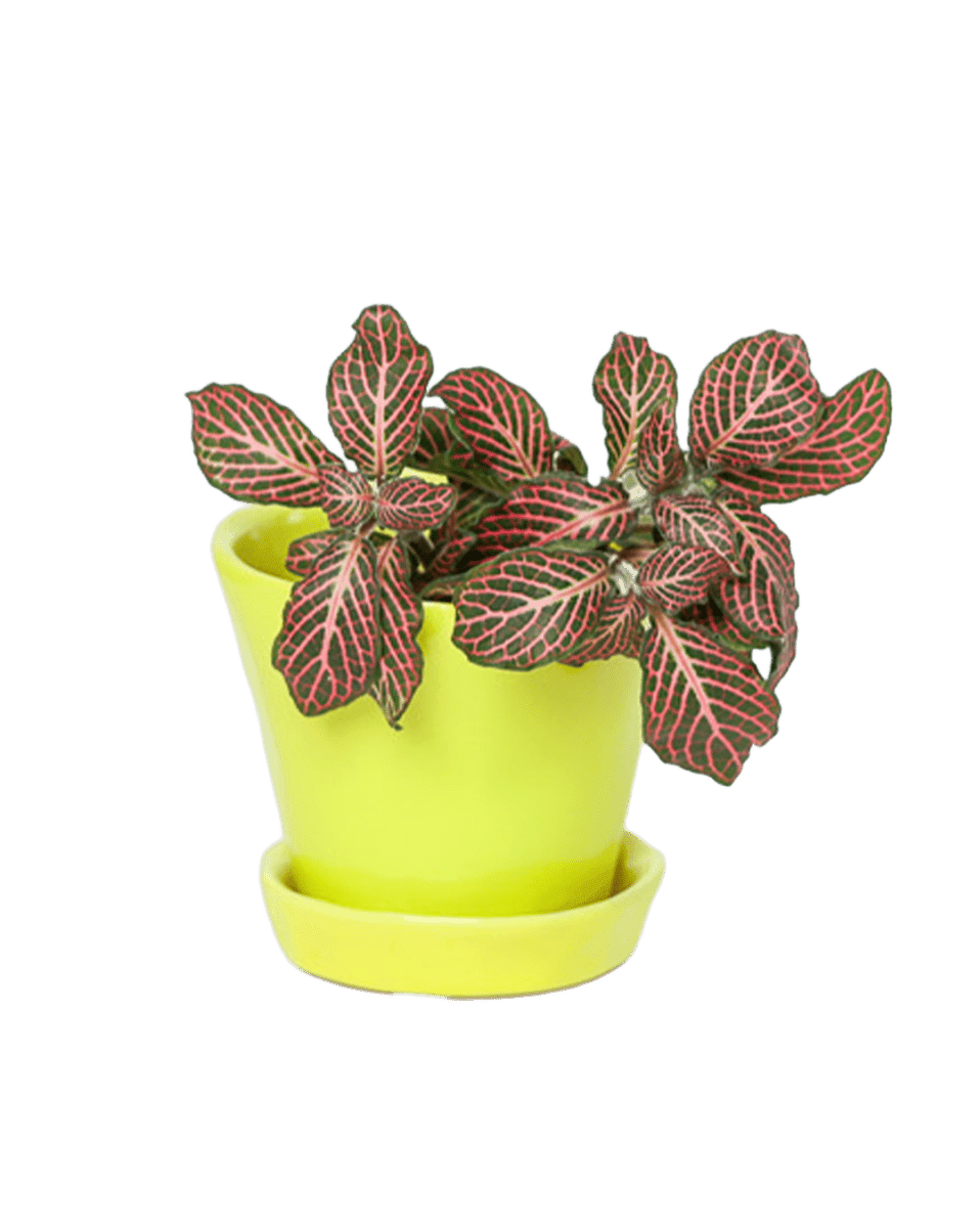 Tika Pot & Saucer | 3 inch - Chive Ceramics Studio - Pots - Chive Ceramics Studio