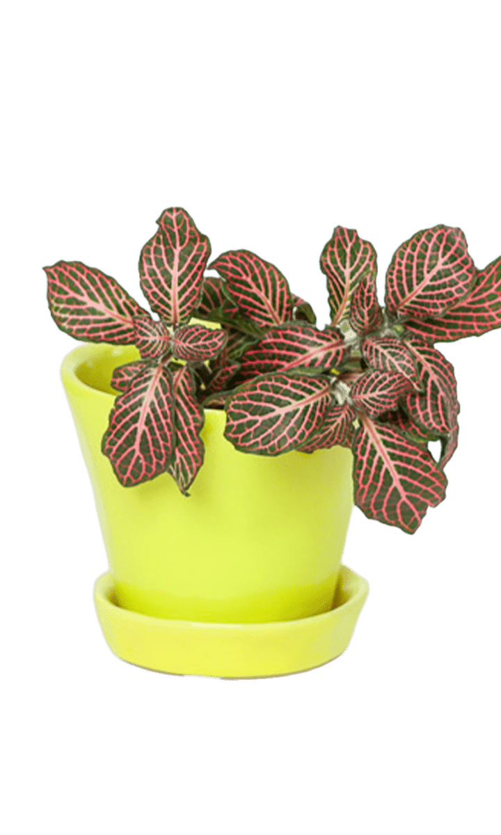 Tika Pot & Saucer | 3 inch - Chive Ceramics Studio - Pots - Chive Ceramics Studio