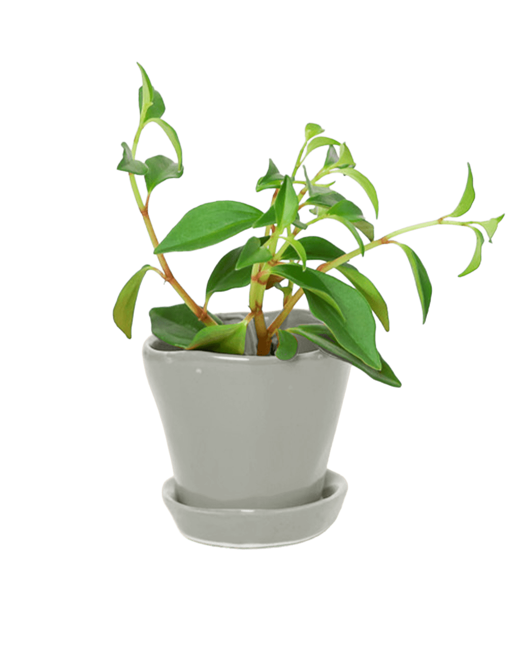 Tika Pot & Saucer | 3 inch - Chive Ceramics Studio - Pots - Chive Ceramics Studio