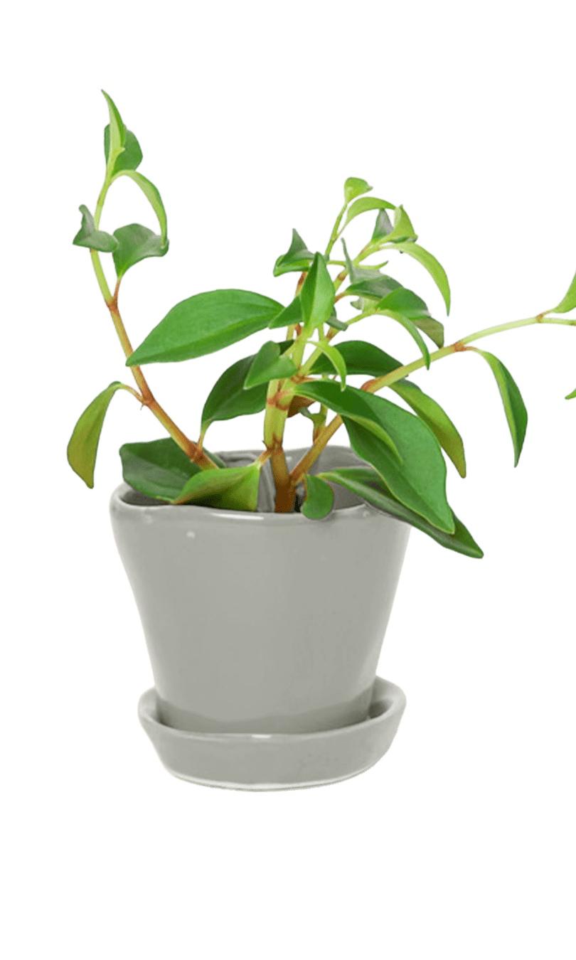 Tika Pot & Saucer | 3 inch - Chive Ceramics Studio - Pots - Chive Ceramics Studio